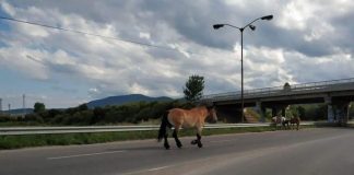 Пежо удари кон на ГП Е 79 – при разклона за с. Пиперево, животното почина