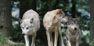 Вълци и глигани нападат петрички села, стопани заляха полицията със сигнали