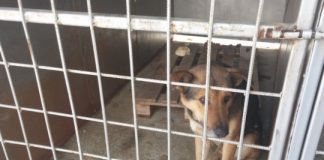 Търсят управител на общинския приют за кучета в Дупница