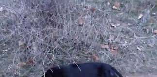 Разследват смъртта на три кучета в Мещица