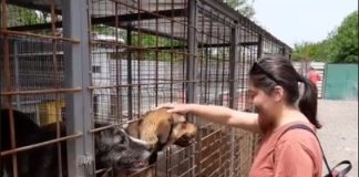 Мащабна кампания за безплатна кастрация на домашни кучета страртира в община Перник