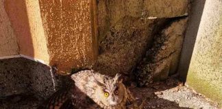 Доброто! Бухал със счупено крило бе спасен от служители от ДГ „Виолина“ в село Петърч