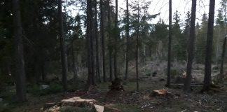 Туристи алармират: Брадви вилнеят във вековна гора над Говедарци, Е. Грозданов: Сечта е принудителна и законна, теренът частен!