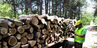 Агенцията по горите засилва проверките при снабдяване с дървесина