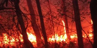 Пожар изпепели 80 дка иглолистна гора край Илинденци, горски служители гасят огромните пламъци
