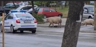 Патрулка „ескортира“ две прасета да пресекат пешеходна пътека в „Еленово“, разходката била част от европрограмата „„Щастлива разходка преди скарата“