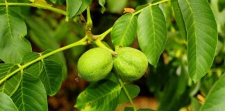 Унищожени са около 100 орехови дръвчета край кочериновското с. Мурсалево