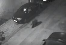 Нощна смяна: Мечка изненада Благоевград по пижами Нощна смяна: Мечка изненада Благоевград по
