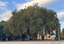 Укрепват 8 вековни чинара в Кюстендил Укрепват 8 вековни чинара в Кюстендил
